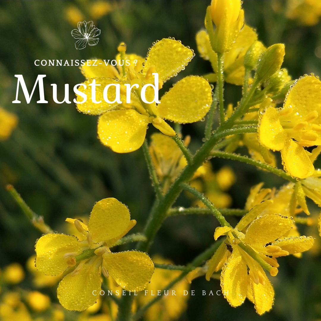acheter mustard fleurs de bach