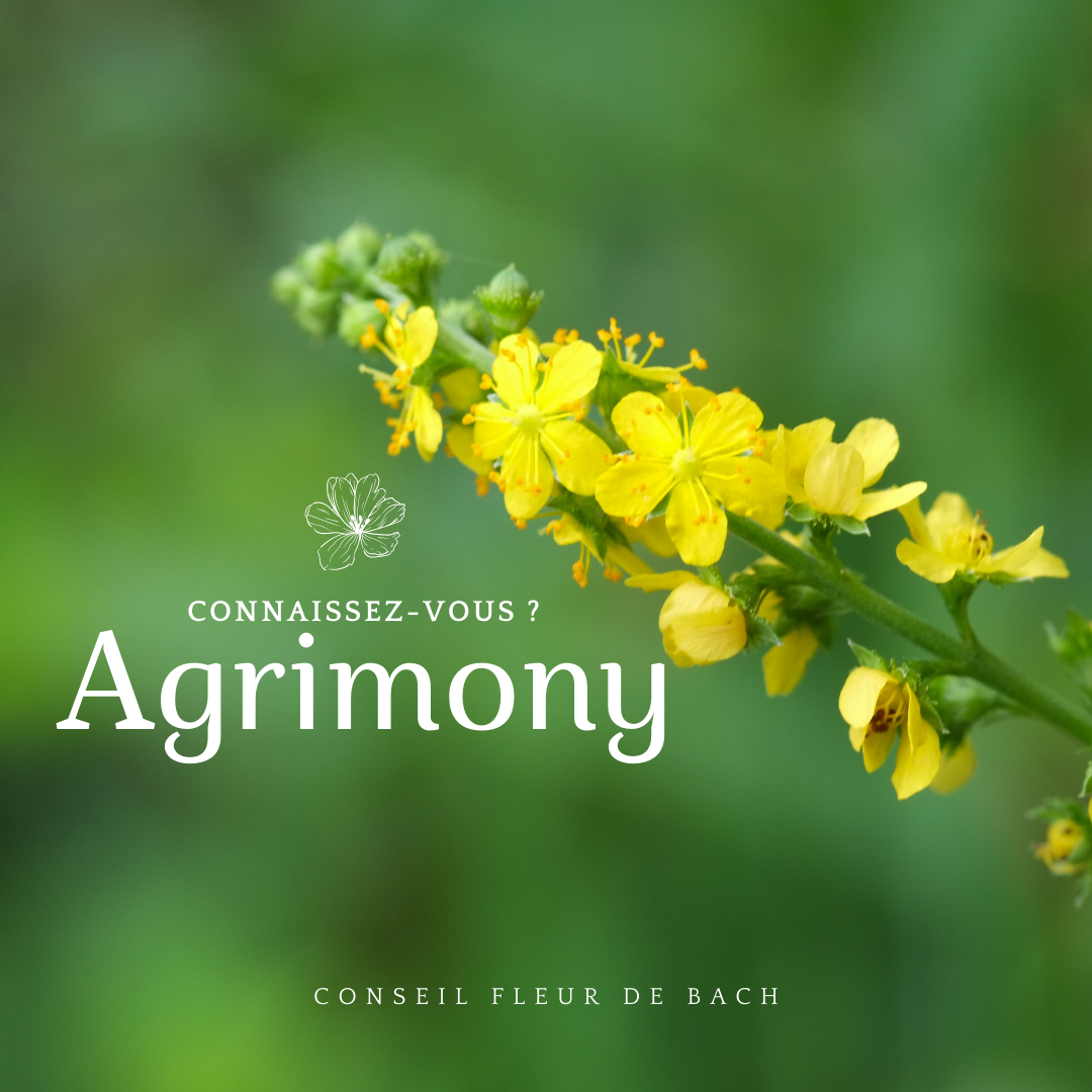 AGRIMONY.png