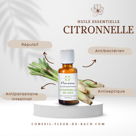 CITRONNELLE DE JAVA 2.png