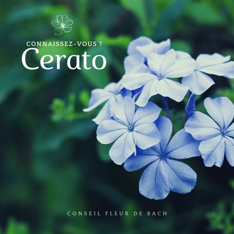 Fleur de Bach Cerato.jpg
