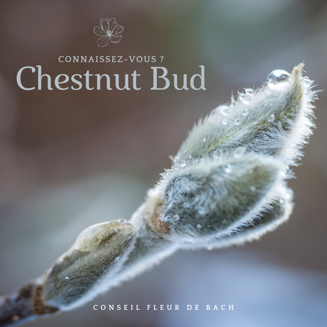 Fleur de Bach Chestnut bud.png