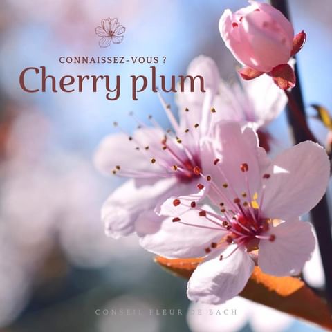 Fleur de bach Cherry plum.jpg