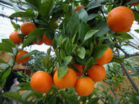 MANDARINE_1.jpg