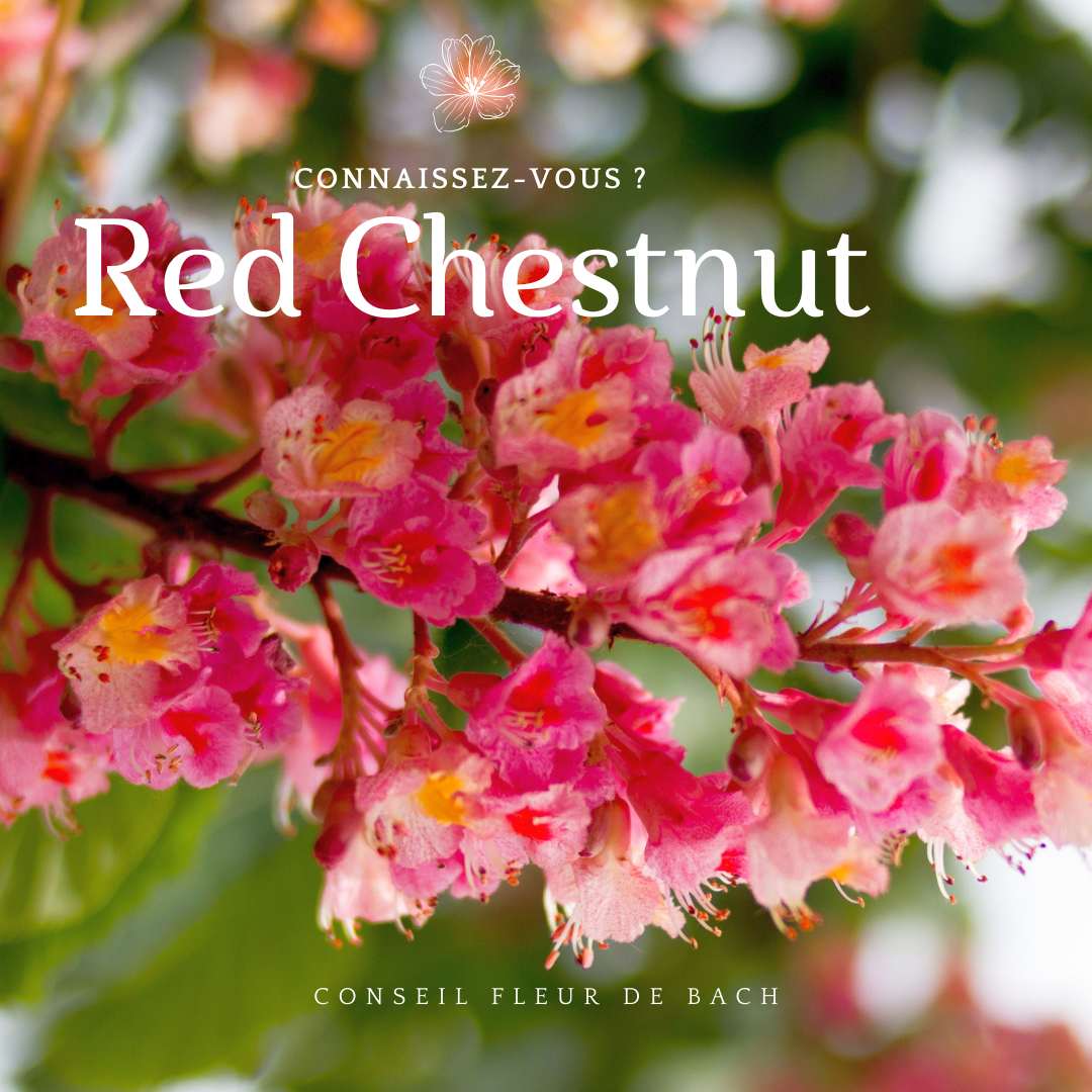 RED CHESTNUT.png