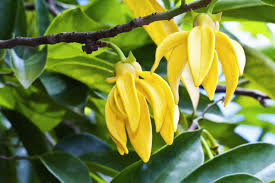 YLANG.jpg