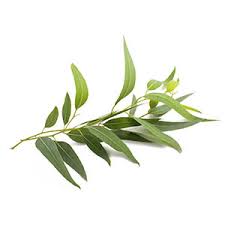 eucalyptus radié.jpg