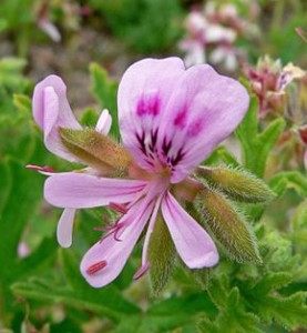 Huile essentielle Geranium rosat