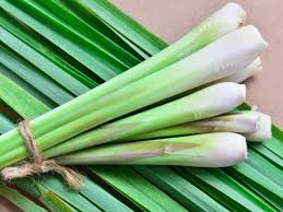 lemon GRASS.jpg