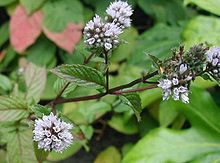 menthe.jpg
