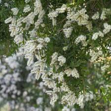 tea tree.jpg
